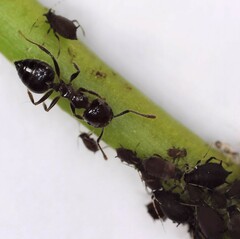 Crematogaster