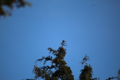 Ptiliogonys cinereus