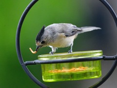 Baeolophus atricristatus