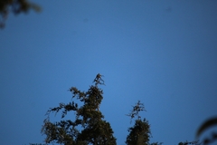 Ptiliogonys cinereus