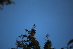 Ptiliogonys cinereus