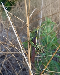 Schistocerca obscura