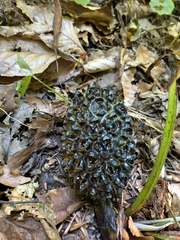 Symplocarpus foetidus