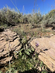 Gentianella amarella