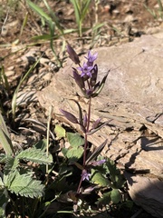 Gentianella amarella