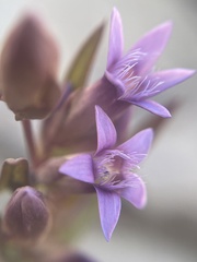 Gentianella amarella