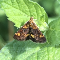 Pyrausta