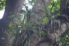 Aechmea bracteata