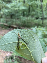 Trichonephila clavata