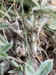 Lupinus lepidus utahensis