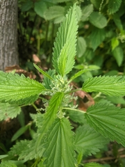 Urtica dioica