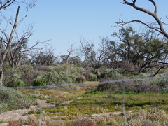Macropus fuliginosus