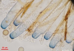 Plicariella flavovirens