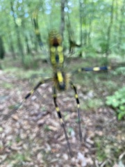 Trichonephila clavata