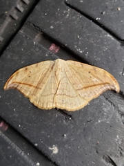 Drepana arcuata