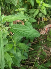 Urtica dioica