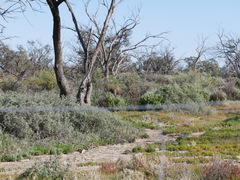 Macropus fuliginosus