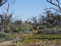 Macropus fuliginosus