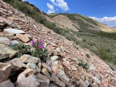 Collomia debilis debilis