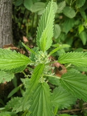 Urtica dioica