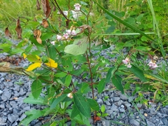 Apocynum androsaemifolium