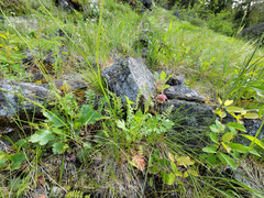 Geum triflorum ciliatum
