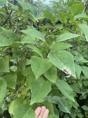 Syringa vulgaris