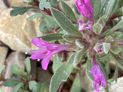 Collomia debilis debilis