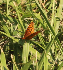 Boloria bellona