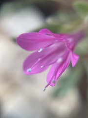 Collomia debilis debilis