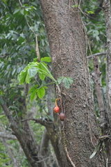 Araceae