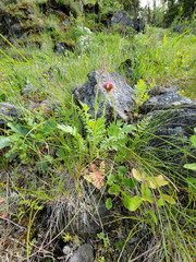 Geum triflorum ciliatum