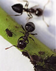 Crematogaster