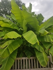 Musa basjoo