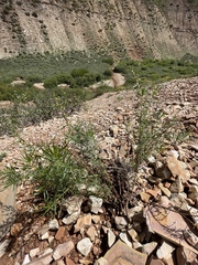 Artemisia dracunculus