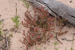 Polygonum plebeium