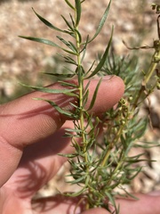 Artemisia dracunculus