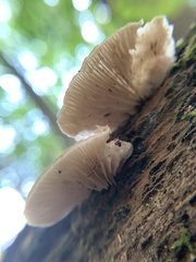 Crepidotus applanatus
