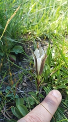 Gentiana newberryi tiogana