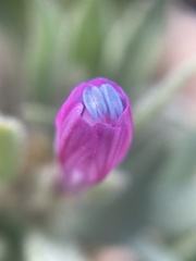 Collomia debilis debilis