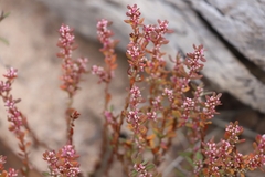 Polygonum plebeium