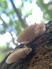 Crepidotus applanatus