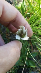Gentiana newberryi tiogana