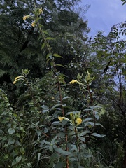 Oenothera