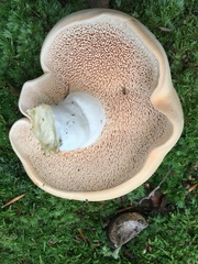Hydnum subolympicum