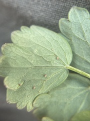 Thalictrum venulosum