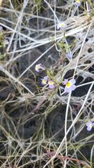 Porterella carnosula