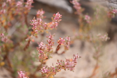 Polygonum plebeium