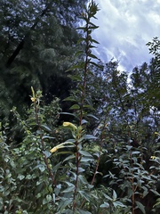 Oenothera