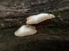 Crepidotus applanatus